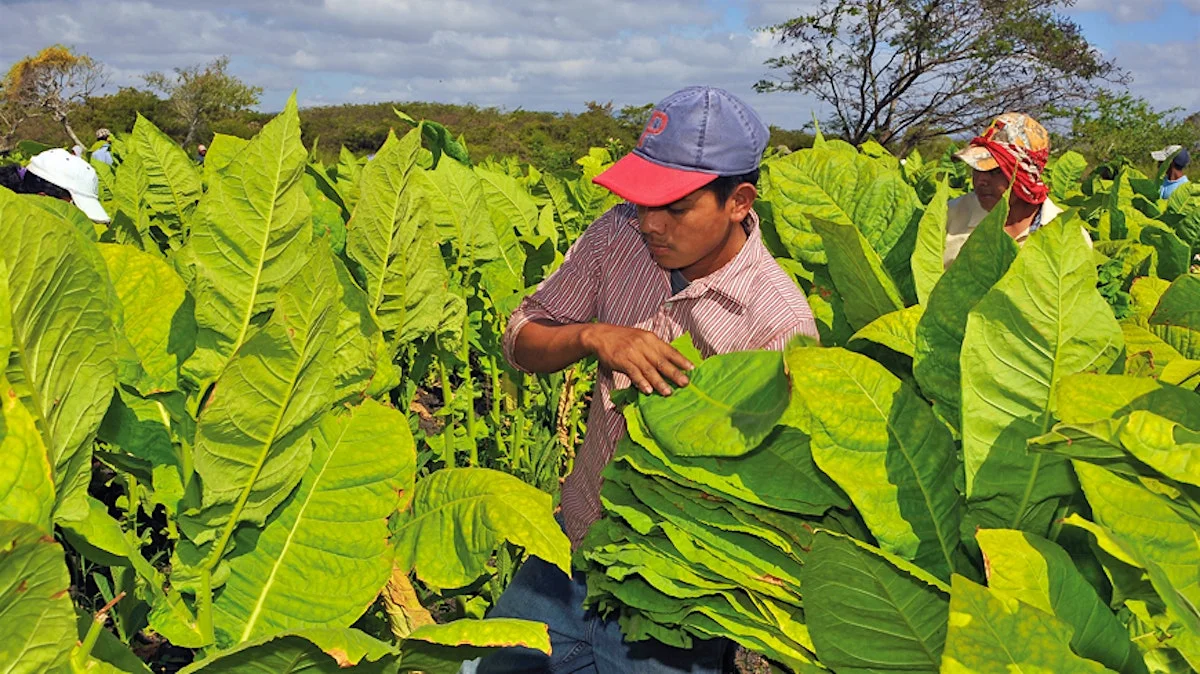 Campos de tabaco em Estelí, Nicarágua — o vale que produz o tabaco mais encorpado e picante da origem